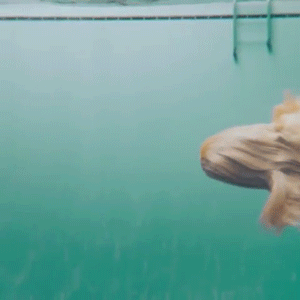 2010085257_7fiaszUk_b885b4ab901356a8fc06cf10276e17455b9105b8.gif