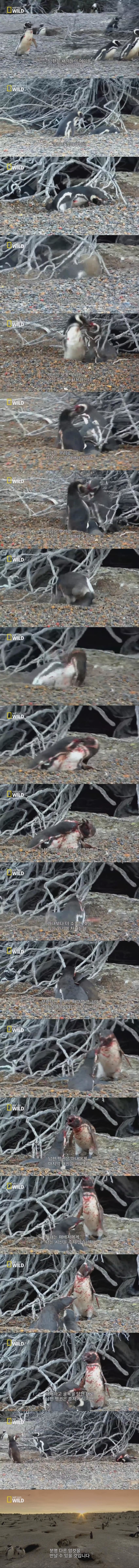 팽당한 팽귄 (2).JPEG