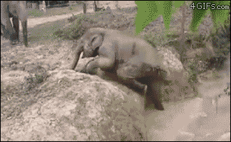 3611634_1524396368431.gif