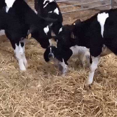 3594986_1522752462879.gif