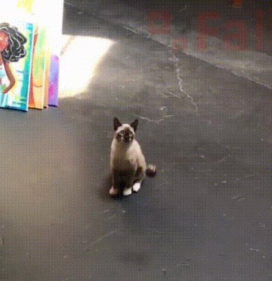 6c58659a31e5bf9164f1a70000803226_FHG2N2jCrMITJ31Jcj.gif