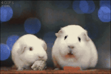 ezgif.com-resize (4).gif