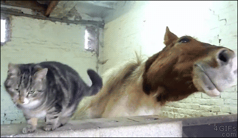 3611638_1524399808875.gif