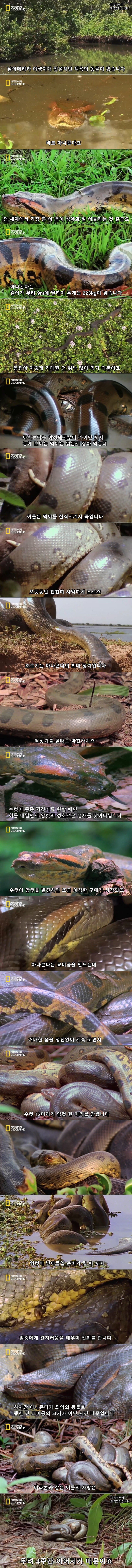아나콘다의 전희.jpg