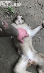 1525855469235.gif