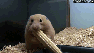 3632946_1526845848345.gif