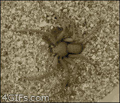 16375b806fe1b23fa.gif