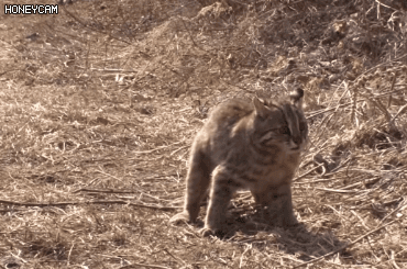 삵 (2).gif