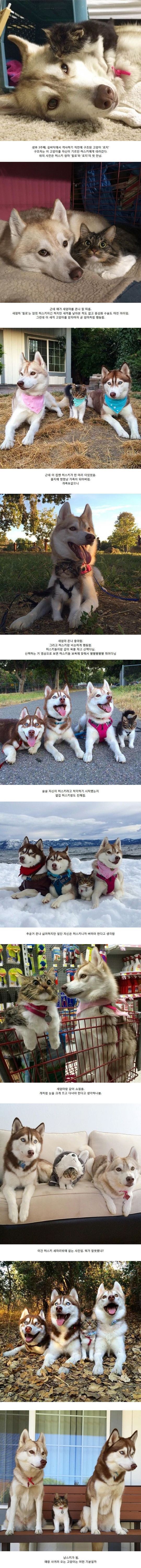 냥스키.jpg