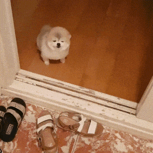1.gif