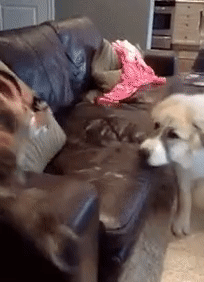 AAA.gif