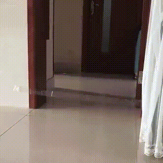 냥이 반사신경.gif