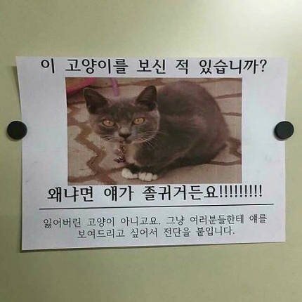 이고양이를 보신적 있으십니까.jpg