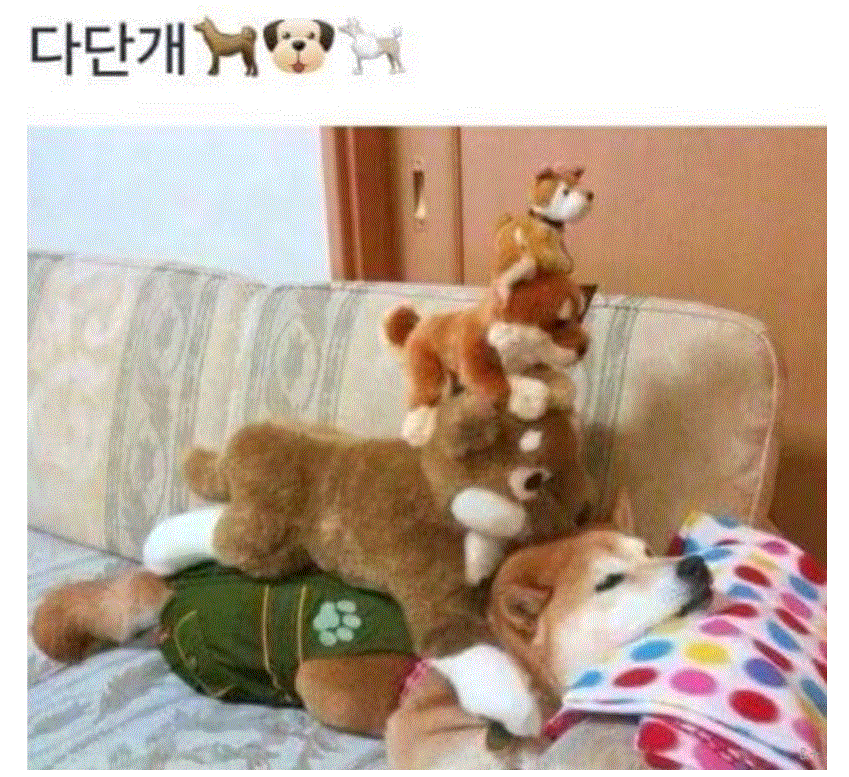 다단개.GIF