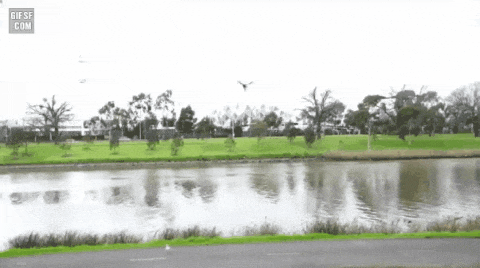 1b86e10db083eba35ee60d36e222dd79_QGr6jtlH1mxCniXhjSfPDJwF.gif