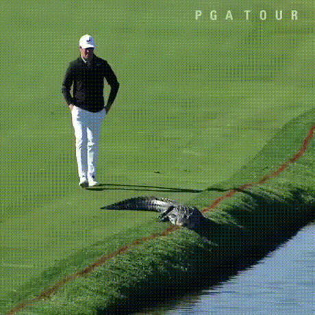 1b86e10db083eba35ee60d36e222dd79_CxfhJaCnnxKV11s.gif